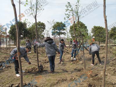 2012.3.12中成泵业植树节活动报道